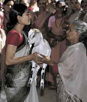 Goat: India: Young woman gives goat to older woman.