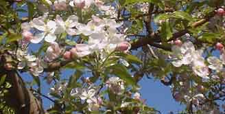Blossom: Apple blossoms have five petals, like other members of family Rosaceae.