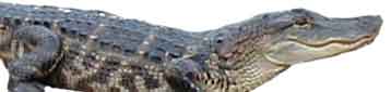 Gator: Baby alligator, apparently smiling.