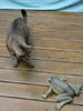 CatFrog: