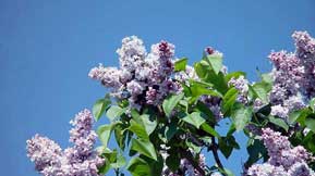 Lilacs: 