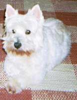 MarianneMini: West Highland terrier named Marianne Dashwood