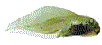 WiggleTadpole: Animated tadpole from www.whose-tadpole.net.