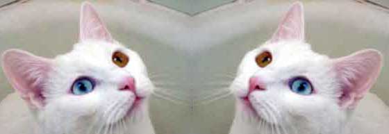 Web3kitty: White odd-eyed cat with its mirror image