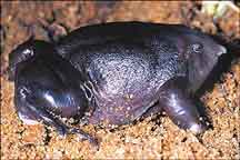 PurpleFrog: Nasikabatrachus sahyadrensis, "a snouted frog the color of a grape popsicle."