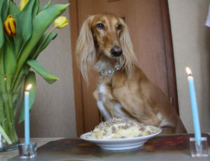 Dog sitting in chair at elegant table, with plate of food on the table. Dog wears jeweled collar, table has flowers and lit candles. From Wikimedia Commons.